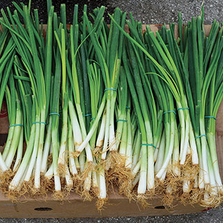Parade Green Onion Seeds