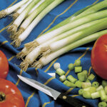 Parade Green Onion Seeds 1