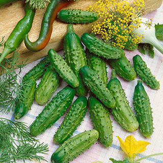 Parisian Gherkin Hybrid Cucumber Seeds