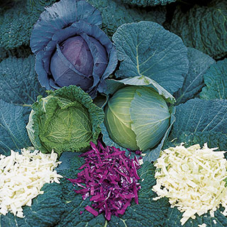 Park's All-Purpose Blend Cabbage Seeds