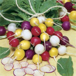 Park’s Beauty Blend Radish Seeds 1