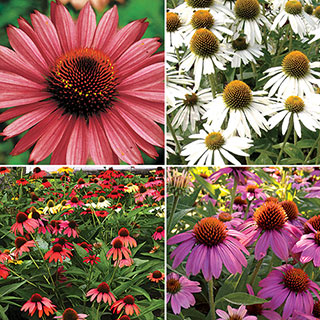 Park's Coneflower Seeds Collection