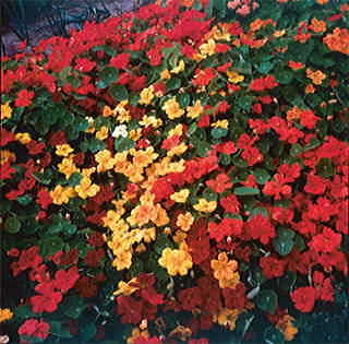 Park's Fragrant Giants Nasturtium Seeds