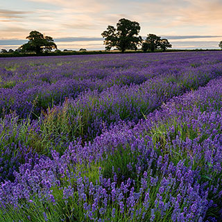 Park's Lavender Seed Collection