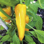 Park’s Orangesicle Hybrid Pepper Seeds 1