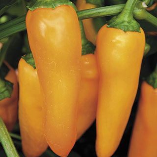 Park's Orangesicle Hybrid Pepper Seeds