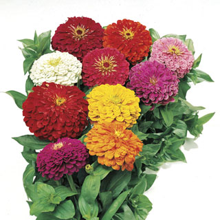 Park's Picks Mix Zinnia Seeds