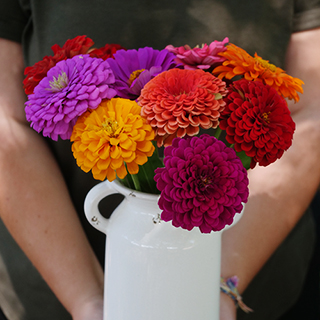 Park's Picks Mix Zinnia Seeds