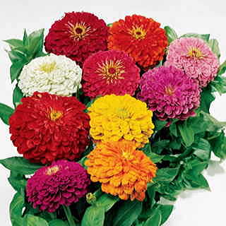 Park's Picks Zinnia Seeds Collection