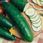 Park’s Select Slicer Hybrid Cucumber Seeds 1