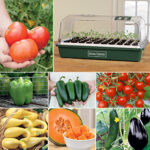 Park’s Ultimate Vegetable Garden Collection 1