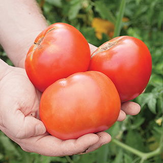 Park's Whopper CR Improved Hybrid Tomato Seeds