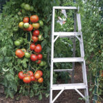 Park’s Whopper CR Improved Hybrid Tomato Seeds 1