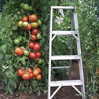 Park's Whopper CR Improved Hybrid Tomato Seeds