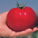 Park’s Whopper CR Improved Hybrid Tomato Seeds 1