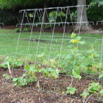 Park’s Wire Cucumber Support 1