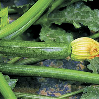 Partenon Hybrid Squash Seeds