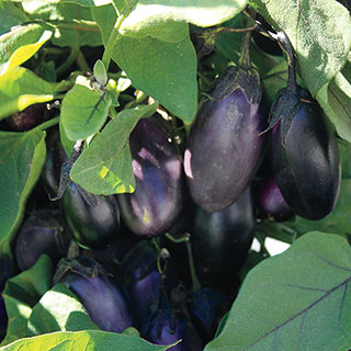 Patio Baby Hybrid Eggplant Seeds