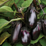 Patio Baby Hybrid Eggplant Seeds 1