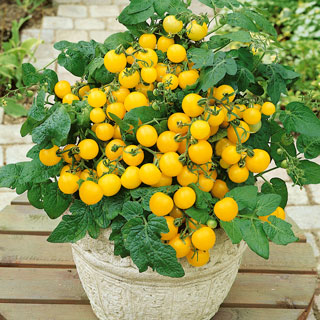 Patio Choice Yellow Hybrid Tomato Seeds