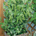 Patio Pride Pea Seeds 1