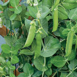 Patio Pride Pea Seeds 1