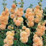 Peaches ‘n’ Dreams Hollyhock Seeds 1