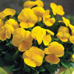 Penny Clear Yellow Viola Seeds 1