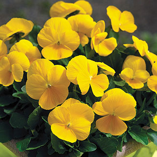 Penny Clear Yellow Viola Seeds