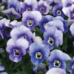 Penny Deep Marina Viola Seeds 1