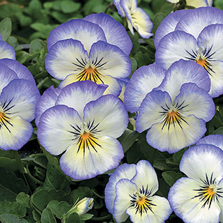 Penny Purple Picotee Viola Seeds