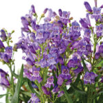 Penstemon barbatus Rock Candy Series Blue 1