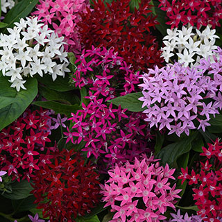 Pentas Lucky Star Mixture