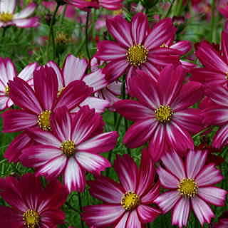 Peppermint Candy Cosmos Seeds