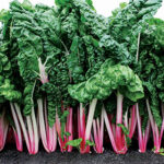 Peppermint Swiss Chard 1