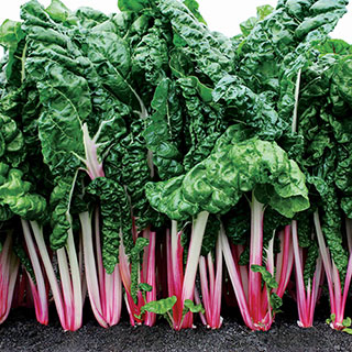 Peppermint Swiss Chard