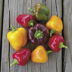 Petite Colour Blend Hybrid Pepper Seeds 1