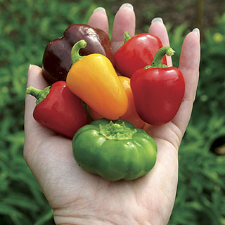 Petite Colour Blend Hybrid Pepper Seeds