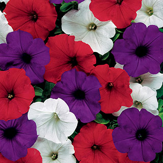 Petunia Easy Wave® The Flag Mix (Improve)