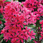 Phlox ‘Cleopatra’ 1