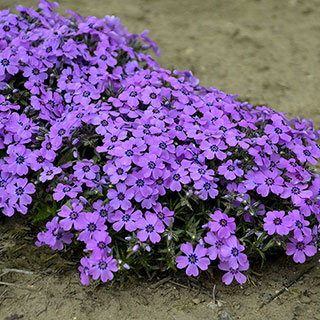 Phlox 'Eye Shadow'