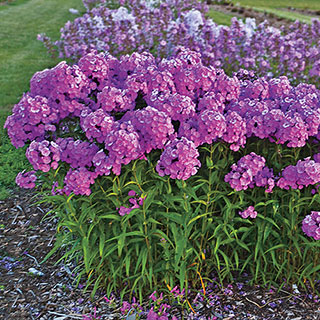 Phlox Fashionably Early Flamingo