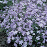 Phlox ‘Oakington Blue Eyes’  – Pack of 6 1