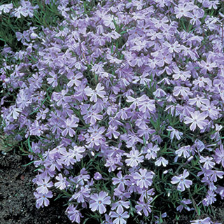 Phlox 'Oakington Blue Eyes'  - Pack of 6