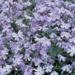 Phlox ‘Oakington Blue Eyes’  – Pack of 6 1