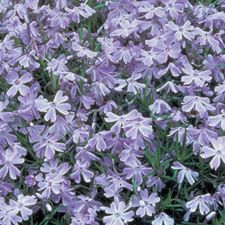 Phlox 'Oakington Blue Eyes'  - Pack of 6