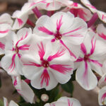 Phlox Paniculata ‘Twister’ 1