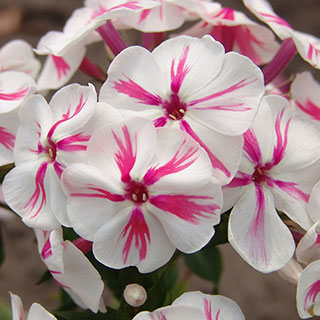 Phlox Paniculata 'Twister'