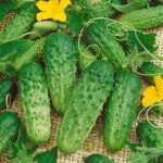 Pick-a-Bushel Hybrid Cucumber Seeds 1