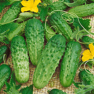 Pick-a-Bushel Hybrid Cucumber Seeds
